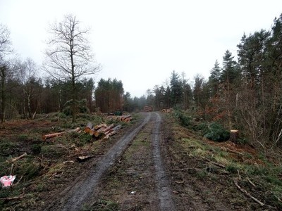 Foto A2 Baumfällung in Billingside Plantage Leadgate\/NZ1251 This co c2015