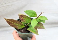 Hoya Sunrise – Rare Sun-Stressed Trailing Hoya | Red Foliage Wax Plant Vine 3"