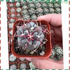 Foto 1 di 6