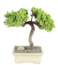 Juniper Bonsai Tree 15"H Outdoor Evergreen Trained Juniper Procumbens Nana