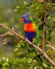 648028 Rainbow Lorikeet Parrot Australia Bird Wildlife Wall Print Poster