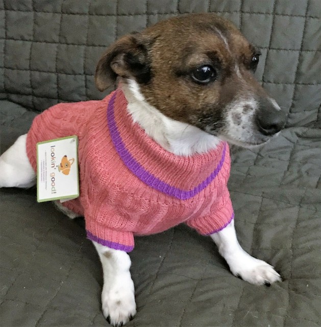 Bailey & Bella Companion Couture Gray Acrylic Sweater Pet/Dog (XSmall