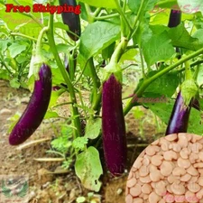Long Purple Italian Eggplant / Chinese Eggplant / Long Purple Eggplant Seeds