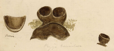 Gemeiner Mistbecher Pilz (Peziza vesiculosa) Aquarell Gemälde 19. J.R.C.