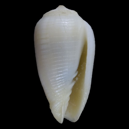 MITRA (Imbricariopsis) PUNCTATA (Mactan Isl., Philippines) 10.5mm #32322 - Picture 2 of 3