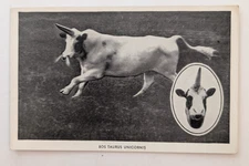 1920 UNICORN BULL BOS TAURUS UNICORNIS LOS ANGELES CA AD POSTCARD