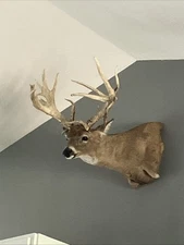 211” Non Typical Whitetail Mount 