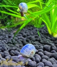 Ramshorn Snails Surprise Pack 15 Count with Multiple Mixed Colors