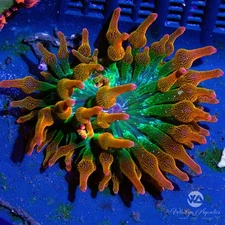 WA Rainbow Bubble Tip Anemone RBA- Entacmaea quadricolor