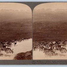 1905 Hardanger Glacier, Norway Herd of Reindeer Stereo Real Photo Birds Eye V22