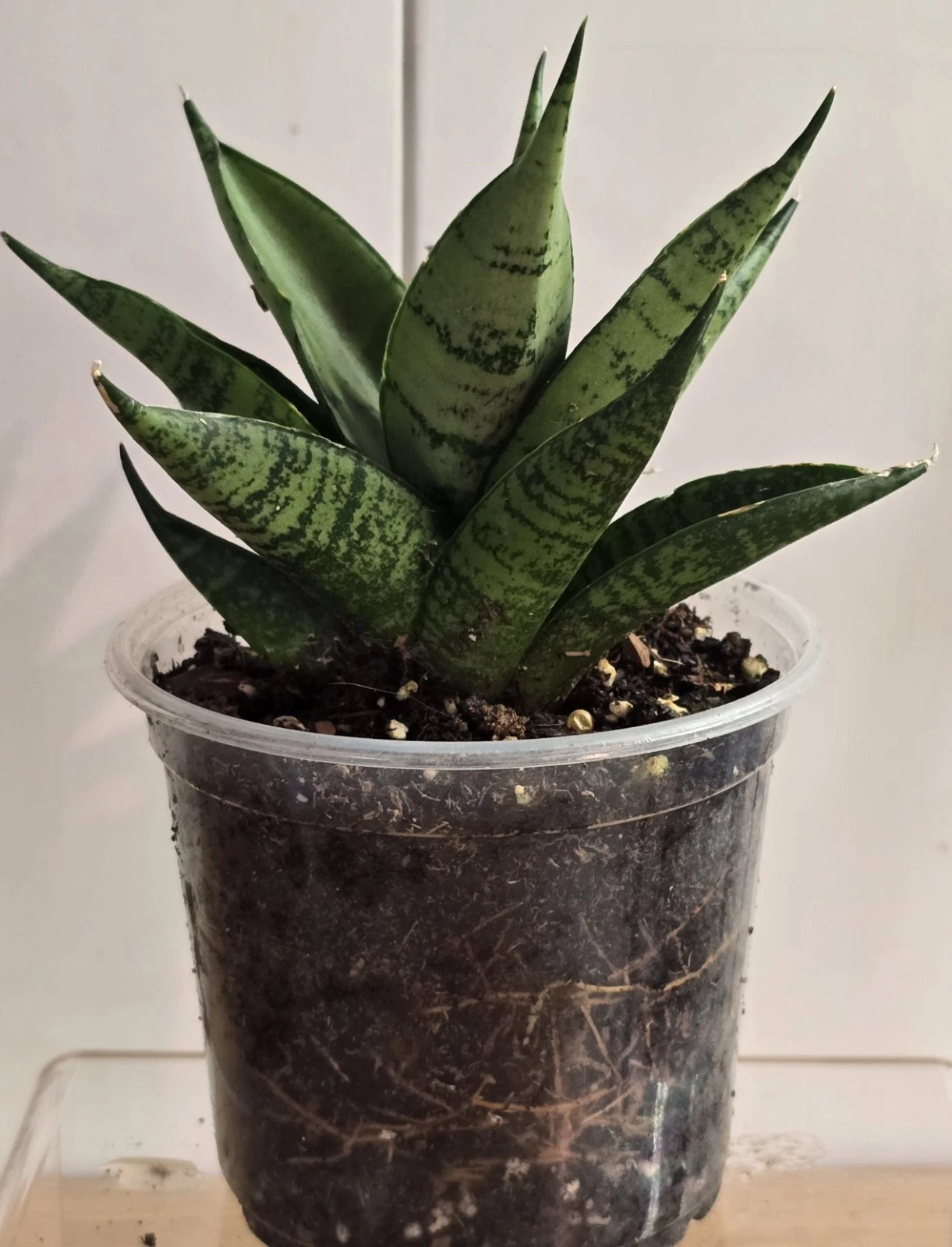 Sansevieria Dracaena Ehrendel in 4" Pot RARE