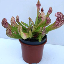 SARRACENIA WRIGLEYANA hybrid pitcher; CARNIVOROUS insect eating plant in 3½" pot