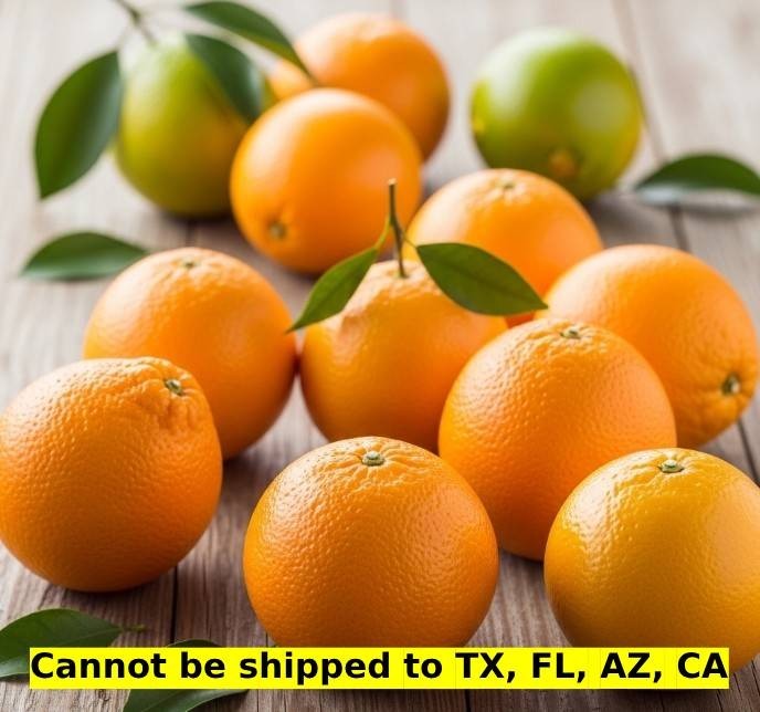 Citrus 'Skaggs Bonanza' Navel Orange Tree in 4