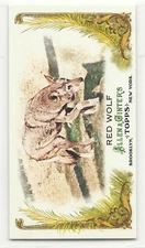 2011 Allen & Ginter Mini  Red Wolf