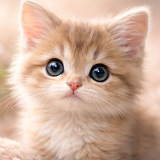 Adorable kitten with soft blue eyes (P93) Nursery  