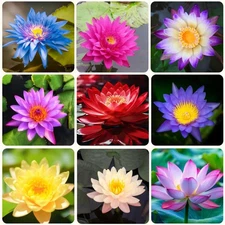 35+ Mixed Bowl Lotus Seeds - Water Lily Flower Plant Seed Non-GMO Home Garden...