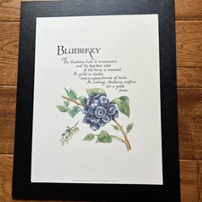 Kitchen /  Botanical Grace Phillips  9” x 12” Fine Art Print “ Blueberry  NEW