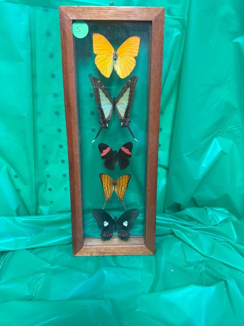 蝴蝶标本剥制术| eBay