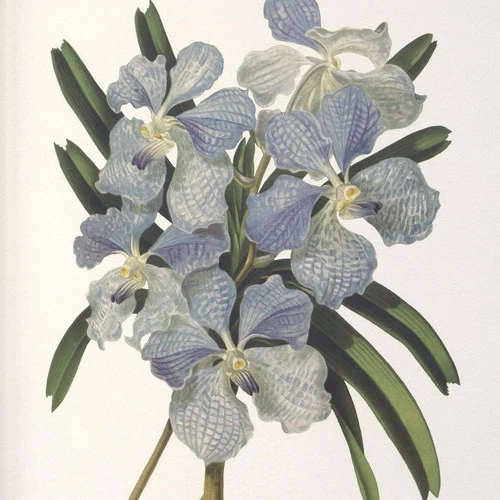 Uttermost 32447 Orchid 24.5 X 20.5 inch Botanical Framed Prints, Set of 6 - Picture 4 of 6