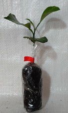 Seville Orange, Marmalade Orange, Citrus X aurantium Plug Plant