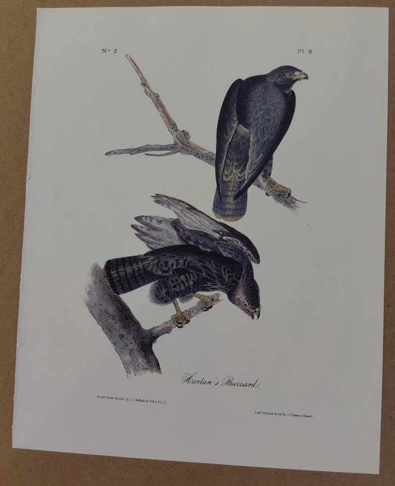 2 Audubon Octavo Harlen's Pl. 8 & Broad-winged Buzzard Pl. 10 1st Edition Print - Image 4 of 4