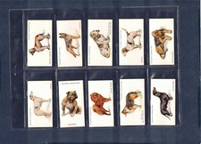 1931 John Player & Son's Dogs