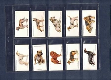 1931 John Player & Son's Dogs (A. Wardle Paintings) *CHOOSE YOUR DOG*