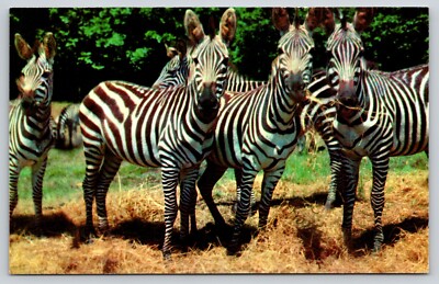 Postcard Zebras  Catskill Game Farm New York Equus quagga