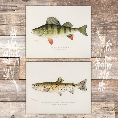 Fish Wall Art Prints (Set of 6) - Unframed - 8x10s | Vintage Fishing Decor - ... - Picture 7 of 9