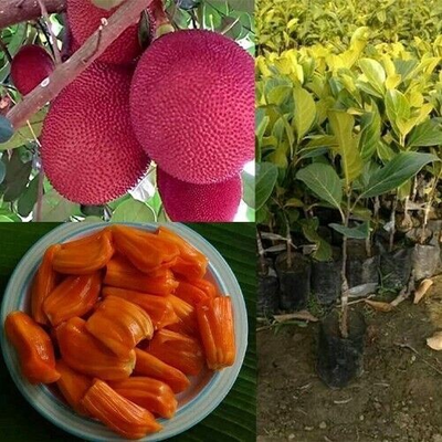 #ad 25 Red Jack Fruit Seeds Rare Ceylon Non GMO 100% Natural Pure High Quality New $10.21