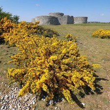 5 Gorse Hedging Bush,Prickly Furze Plants,Fragrant Yellow Whin Evergreen Hedge