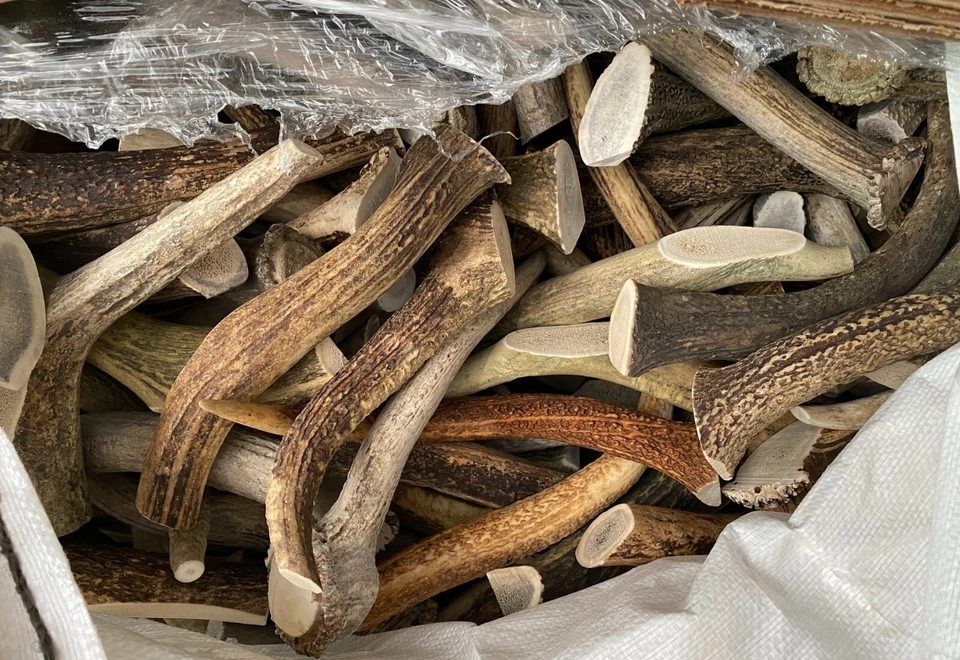 9" Elk Antler Dog Chew – C Grade XL Natural Dog Treat or Craft Supply – 2 Pieces - Image 2 of 4