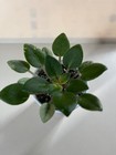 Rob’s Cool Fruit, African Violet Plant, Crown Variegated, Semi-mini, Vintage !! — photo 4