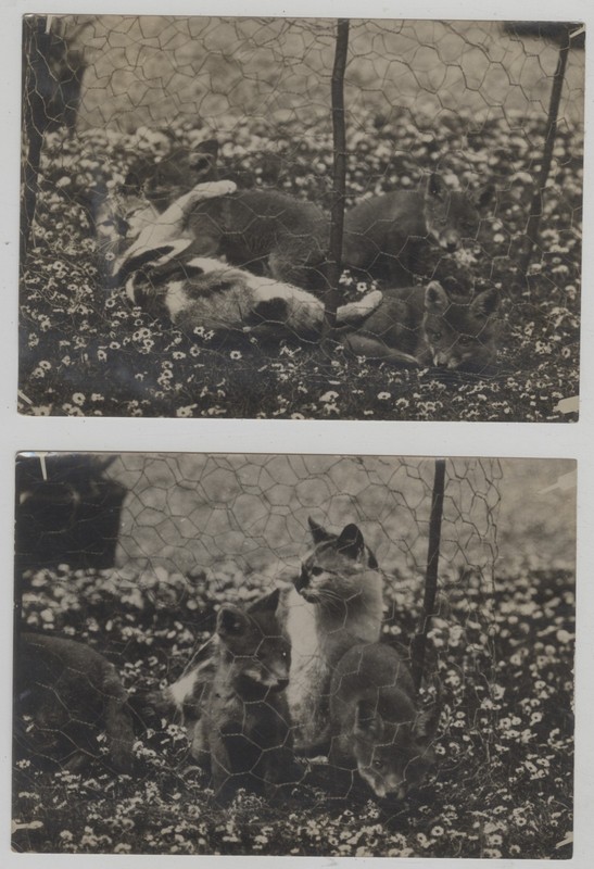 Vintage 1910s Case of the Cat Who Nursed Fox Kits w/ Chamomile Lawn Photos (2)