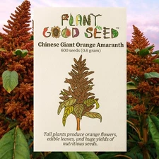 Amaranth Seeds ORANGE CHINESE GIANT  - HUGE PLANTS, ORGANIC, GROWS TALL, NON-GMO