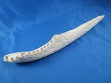 REAL ALLIGATOR FLORIDA GATOR JAW BONE SKULL 9"  KNIFE Authentic genuine teeth