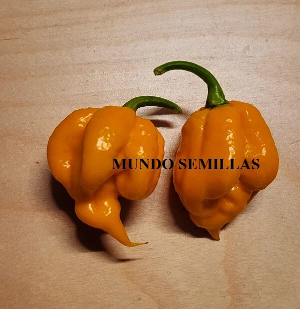 Carolina reaper orange (the hottest in the world) chili 10 seeds