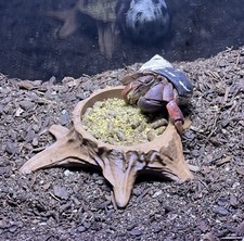 Hermit Crab Tank Food Bowl Tree Stump Decor Hermit Crab Supplies Accessories