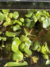 Live Water Hyacinth Pond Plants, Great For Any Tank Or Aquarium