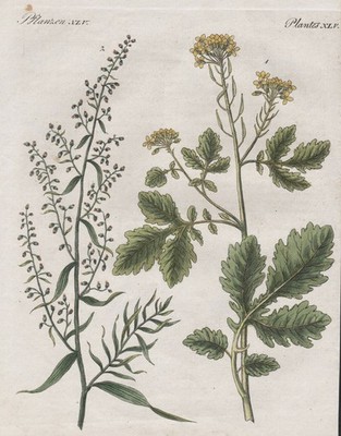 Mustard Sinapis mustard tarragon tarragon herbs bertuch copperplate 1800