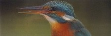 3D / Lentikular - Wackel-Lesezeichen: Eisvogel isst Fisch - Kingfisher eats fish