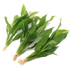 3 Echinodorus Amazonicus Large Live Aquarium Plants Tropical Amazon Sword K2AQUA