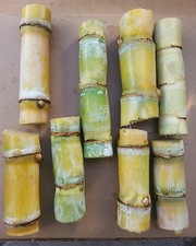 8 sticks SUGAR CANE GREEN JUICING CHEWING ORGANIC PLANT