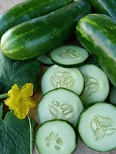 100 Marketmore 76 Cucumber Seeds-Open Pollinated-NON GMO-Organic