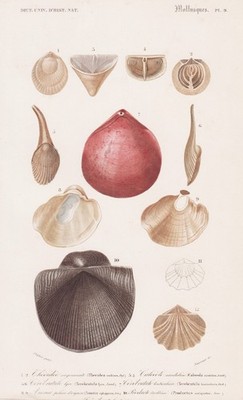 Thecidea radians shell snail Schnecken Muschel engraving Stahlstich Orbigny 1849