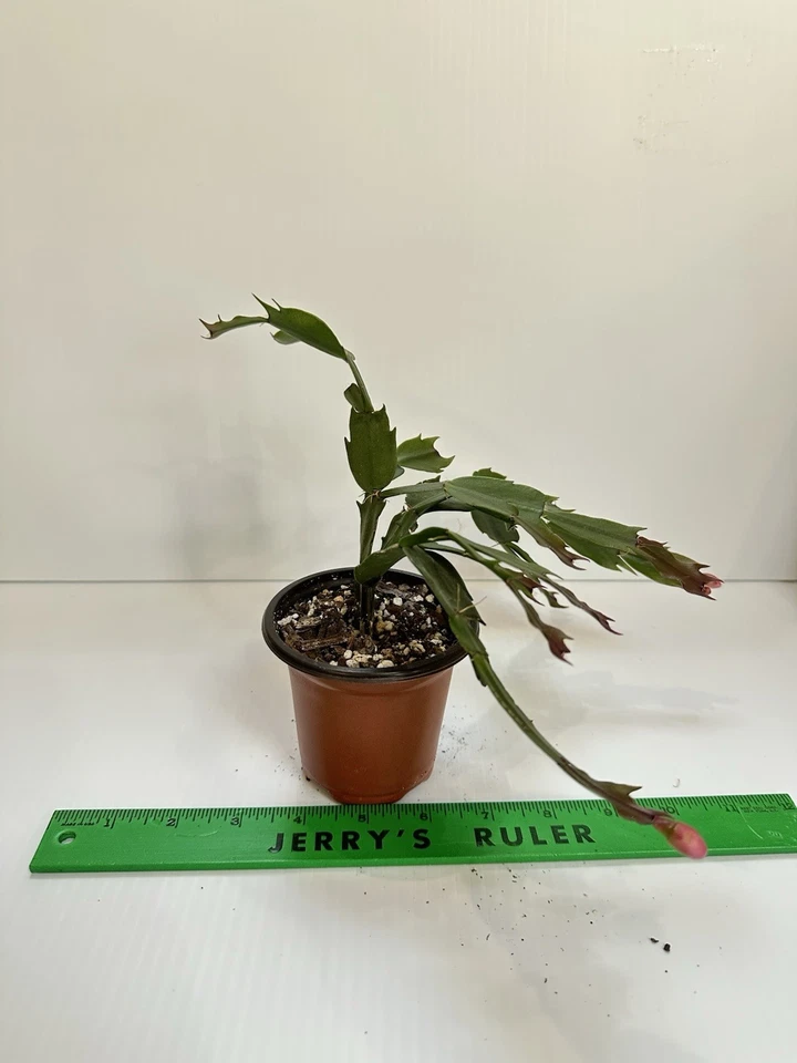 Acción de Gracias / Cactus de Navidad - Planta viva en maceta Zygo rojo Foto 3 de 4