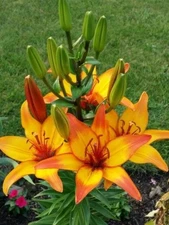 1 -GIRAFFE ASIATIC LILY Live Flower Bulb - A VIBRANT & EXOTIC PERENNIAL