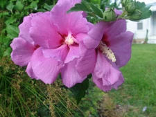 Hibiscus syriacus | Violet Satin | Rose of Sharon | Shrub Althea | 40 Seeds