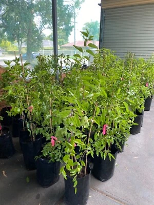 Jujube Trees In Melbourne Region Vic Plants Gumtree Australia Free Local Classifieds Jujube Trees In Melbourne Region Vic Plants Gumtree Australia Free Local Classifieds