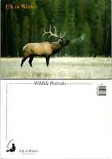 Elk in Winter Wildlife Portrait Vintage Postcard Unposted Photo Alan Carey 1659